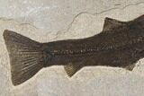 Fossil Fish (Notogoneus) - Very Large! #144000-1